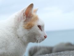 のんびり沖縄本島への旅　～１日目～