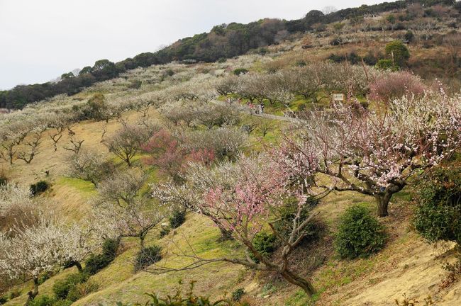 今日は、兵庫県に梅を見に行ってきました。<br /><br />綾部山梅林が見頃のようです。ノンビリと出発しています。<br /><br />綾部山梅林は室津のすぐそばです。牡蠣シーズン最終戦に突入しています。梅とグルメ！両方を手に入れるスポットでもあります。<br /><br />一月末にも訪問していますが、引き続きやって来ました。