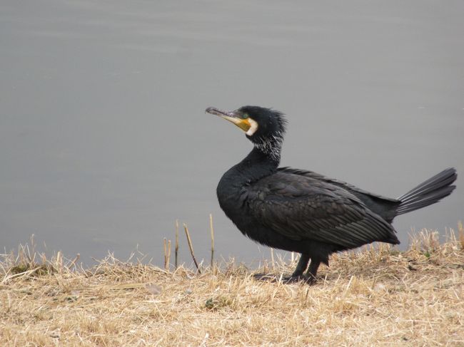 武蔵野の森構想・・・、東側から<br />・神代植物公園<br />・武蔵野の森公園<br />・野川公園<br />・武蔵野公園<br />・多磨霊園<br />・浅間山公園<br />・府中の森公園<br />などの緑地を含め「武蔵野の森」と言うそうです。<br /><br />武蔵野公園?野川公園?武蔵野の森公園と<br />今回も愛犬と野川沿いを散策しました<br /><br />3月に入り紅梅・菜の花・河津桜も見頃です。<br />また武蔵野の森公園の池で珍しくカワウを発見したので<br />下手くそながら、ついつい沢山撮影してしまいました