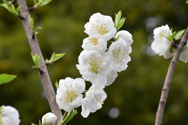 今年2月から二ヶ領用水沿いの花の咲き具合を確認し始め、今日が3回目の訪問です。<br /><br />色づき始めた花桃は五分咲きになり、河津桜・寒緋桜・黄色いミモザとともに、春の花が勢揃いし、今週末以降が花の見頃になります。<br /><br />今日も武蔵中原付近から武蔵小杉まで同じコースを散策します。<br />