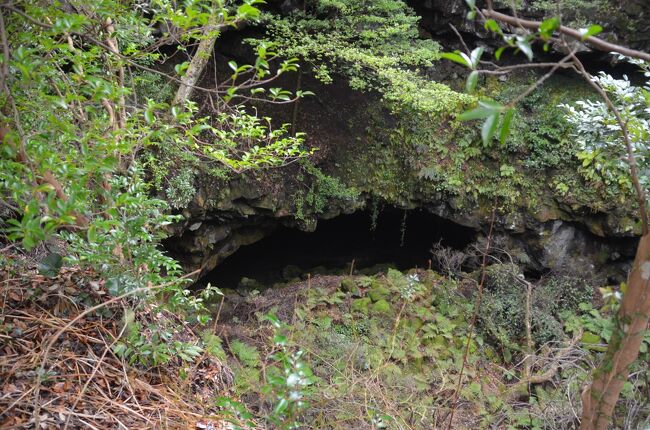 最近、伊豆半島ジオパーク推進協議会による活動の一環で案内板が各所に設置されています。<br />大室山の麓にあるさくらの里にもいくつかの大室山が火山であったことを示す案内板が設置されてあります。<br />又、この溶岩トンネルは昔から大蛇が住んでいた「大蛇伝説」の地でもあります。<br />さくらの里なのですが、桜の木、花の写真は一枚もありません。<br /><br /><br />