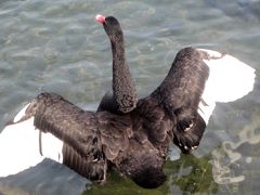 えーっ　うそ！黒鳥がいる！！　猪苗代湖で初めて見たので興奮しました。（３月福島お散歩の旅その2　）