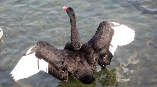 えーっ うそ！黒鳥がいる！！ 猪苗代湖で初めて見たので興奮しました