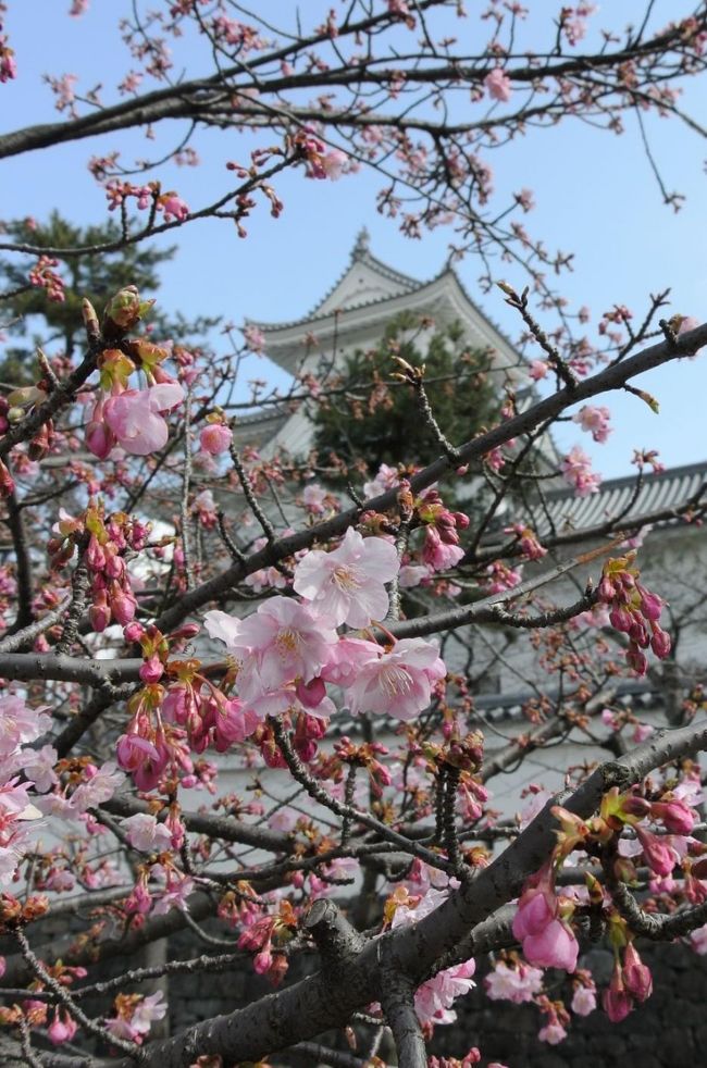 　紺碧の空に、桜に、お城。<br />　ああ、日本に住んでて良かったなあ。