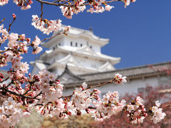 新しく生まれ変わった世界文化遺産姫路城（白鷺城）と桜