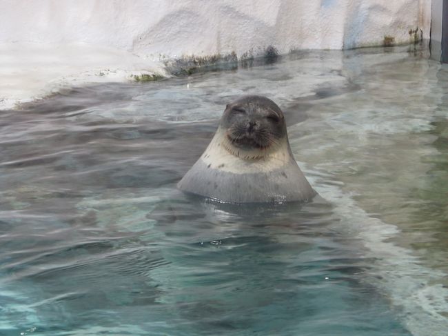 以前からず～っと 「海遊館」でジンベイザメを見たいと思っていたが、機会がなかった。<br />「沖縄美ら海水族館」に行って、巨大な水槽にゆったりと泳ぐジンベイザメに感動して、水族館に嵌り、「志摩マリンランド」「鳥羽水族館」「名古屋港水族館」にも行った。<br />やっと「海遊館」に来たが設備が小さいし、ジンベイザメも小さくて、ちょっと残念だった。<br /><br /><br />表紙　：　ワモンアザラシ　見てるだけで癒された！