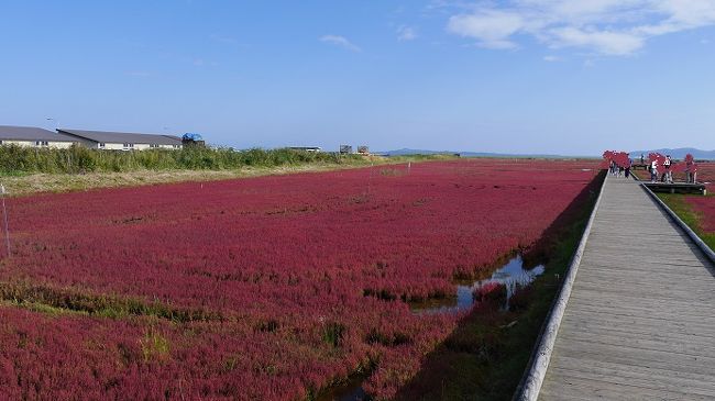 5日目。今日は網走にある能取湖のサンゴ草と網走湖岸にあるひまわり畑の鑑賞をメインに市内観光、その後北見に戻りフラワーパラダイスなどをめぐる日程。元々摩周湖に立ち寄らなければ2日間に分けて回る日程だったのであわただしいスケジュールだった。<br /><br />5日目<br />ホテル～能取湖～能取岬～はな・てんと～あばしりフロックス公園～<br />朝日ヶ丘展望台～メルヘンの丘～北見フラワーパラダイス～本沢牧場～<br />レンタルバイク北見　　バイク返却<br />北見17:11～遠軽18:27/19:05～札幌22:38/22:50～小樽23:36　　ｽﾏｲﾙﾎﾃﾙ小樽宿泊