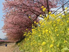 2016年2月　初めていく河津桜まつり！河津桜と菜の花がとても綺麗でした。