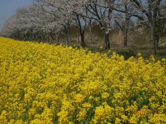 八郎潟桜と菜の花