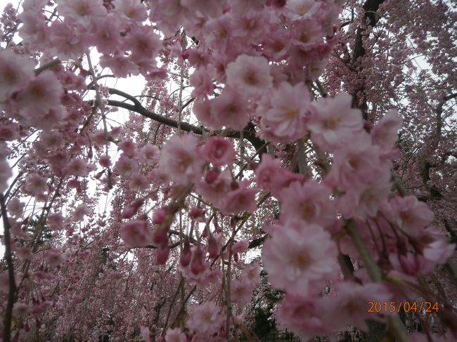 今年は満開を過ぎて枝垂桜がきれいです。