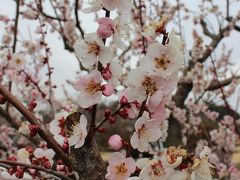 2016年3月　水戸の偕楽園で梅まつり＆この時期の茨城グルメのあんこう鍋を満喫