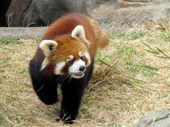 初春のレッサーパンダ紀行【５】 神戸市立王子動物園　鯖江へ移動が決まったティアラちゃんに会いに！！ 新天地でもまた会おうね！！