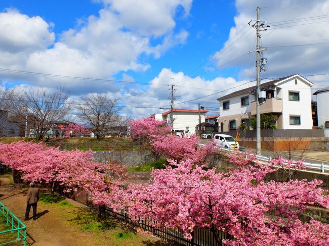 京都伏見区に河津桜が咲いているという話を耳にしました。<br />ほうを切る風がまだ冷たい３月はじめ、さっそく京阪電車に乗り込みました。<br />「ここに河津桜がさいてるんだろうか？」<br />降り立ったのは、伏見のとある駅。<br />春には似ても似つかぬ名称が「淀駅」、おまけに駅前は京都競馬場がドカーン。<br />まだ、行政当局も及び腰なのか、さくらまでの道順表示が全くありません。ただピンクのノボリがあるだけなのです。<br />不安に苛まれつつ、恐るおそる歩き出したのでした。