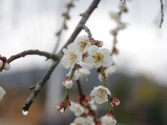 2015早春　韓国・順天（スンチョン）雨のち晴の小旅行◆01