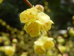 春爛漫の皇居・東御苑を歩く①大手門～二の丸庭園