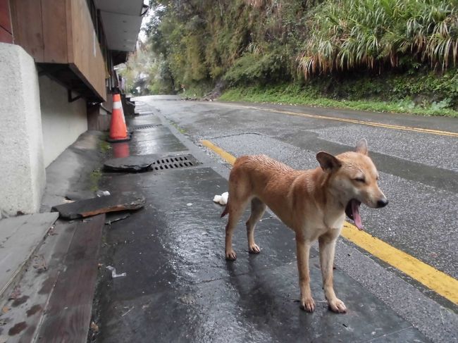 台中から埔里そして霧社に寄ってから廬山温泉へ行ってきました。雨であまり散策できず残念でした。観光客少なく閉鎖は近いかもしれません。