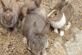 20160310-1 大久野島 うさぎと毒ガスの島