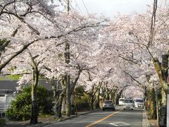 桜が見ごろの伊豆高原へ