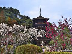 早春賦 西国放浪記⑧瑠璃光寺