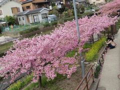 京都・伏見に河津桜が満開との事、朝飯も食わずに電車に飛び乗る。