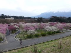 東海地区最大級の梅苑（三重県）とおちょぼさん（岐阜県）