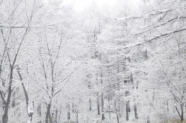 今回は雪山登山で人気な浅間山の外輪山である黒斑山(くろふやま)に登ってきました。<br /><br />終始ガスりまくりで浅間山は見れませんでしたが、極上の新雪を堪能できたので良かったです。<br /><br />帰りに富岡製糸場に寄ってきました。<br /><br /><br /><br />コースタイム<br />8:40高峰高原ビジターセンター-8:45車坂峠-10:30トーミの頭-10:45黒斑山12:00-12:10トーミの頭-12:45高峰高原ビジターセンター<br /><br /><br /><br />ちなみに過去の4トラ山行記録は<br />上州武尊山<br />http://4travel.jp/travelogue/11109580<br />霧ヶ峰(車山)＆北横岳<br />http://4travel.jp/travelogue/11095764<br />赤城山<br />http://4travel.jp/travelogue/11090094<br />丹沢山<br />http://4travel.jp/travelogue/11073135<br />安達太良山<br />http://4travel.jp/travelogue/11063139<br />羅臼岳<br />http://4travel.jp/travelogue/11053099<br />蓼科山<br />http://4travel.jp/travelogue/11040504<br />恵那山<br />http://4travel.jp/travelogue/10947207<br />日光男体山<br />http://4travel.jp/travelogue/10930229<br />富士山<br />http://4travel.jp/travelogue/10804910<br />至仏山<br />http://4travel.jp/travelogue/10802623<br />木曽駒ケ岳<br />http://4travel.jp/travelogue/10791223<br />瑞牆山<br />http://4travel.jp/travelogue/10779780<br />天城山<br />http://4travel.jp/travelogue/10772754<br />両神山<br />http://4travel.jp/travelogue/10725958<br />金峰山<br />http://4travel.jp/travelogue/10704122<br />八ヶ岳･赤岳<br />http://4travel.jp/travelogue/10624791<br />大菩薩嶺<br />http://4travel.jp/travelogue/10621875