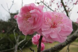 2016春、大高緑地公園の梅林(完)：今年の梅見の最後です(3月10日)