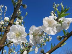 桃の花を見よう！２０１６年大坂城