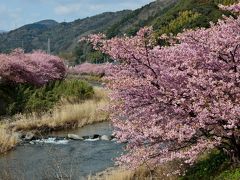 早春の風物詩・色艶やかな河津桜を愛でにゆく 2016年版【後編】～（もう少しだけ）河津桜まつり見物＆下田プチ散策～