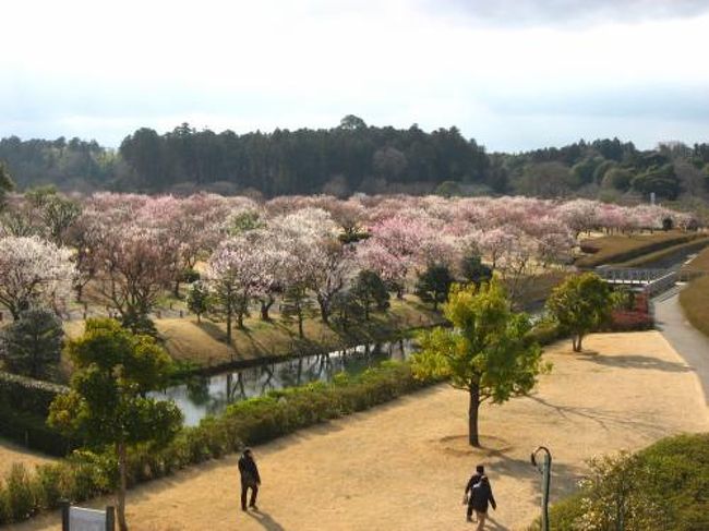 青春18切符で水戸にある偕楽園の梅まつりに行ってきました。先週の土日の方が梅は見頃のようでしたが、曇りだったのと、3/5（弘道館）と3/12（偕楽園）で行われる「夜・梅・祭」が偕楽園メインの3/12の方がいいかなと。最近、日本100名城も気になってきたので、水戸駅周辺の水戸城址も散策してきました。<br />旅行記は５つに分けました。旅行記４は千波湖（白鳥・黒鳥）から田鶴鳴梅林までです。<br /><br />★散歩ルート<br />ＪＲ水戸駅→旧水戸城薬医門→弘道館→弘道館公園→孔子廟→八掛堂→水戸東武館→水戸市水道低区配水搭→てんまさ（あんこう鍋）→サザコーヒー水戸駅前店（カフェ）→バスで偕楽園に移動→ＪＲ偕楽園駅（臨時駅）→常盤神社→偕楽園（梅まつり）→好文亭→◆千波湖（白鳥・黒鳥）→好文ｃａｆｅ（カフェ）→好文茶屋（梅ソフト）→護国神社→田鶴鳴梅林◆→偕楽園（夜・梅・祭）→夜梅茶会→夜梅花火→ＪＲ水戸駅