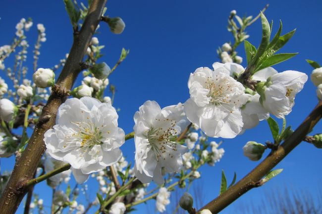 桃の時期は3月中旬から4月中旬らしい。<br />先週、あったかい時期もあったから満開になっているかなと見に行ったけれど、4分咲きって感じでした。<br />満開の木があり、蕾すらない木があり、いろいろ。<br />でも、天気が良かったので、綺麗に写真が撮れました。<br />