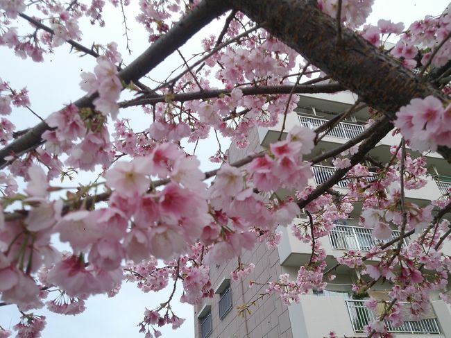 仕事の疲れが抜けず、土日はわりと寝て過ごしてしまうことが多いけれど、何だかお散歩がしたくなりました。<br />自分から動くと、いろんな景色が見えてくるものですね(=^ェ^=)