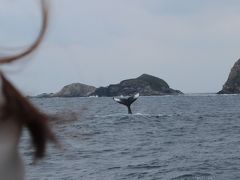 座間味へホエールウォッチングの旅