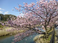 2016早春の伊豆　②河津町の河津桜