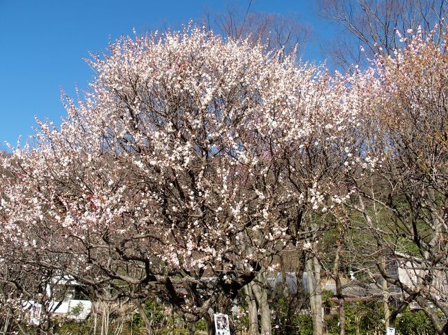 岐阜市にある梅林公園の第64回ぎふ梅まつりに出かけてきました<br />今年は岐阜の梅林公園の梅も早くから咲いていたようで遅咲きの梅も咲き始めていました<br />JR岐阜駅から北東に1.5kmのところに位置する普段は街中とは思えない静かな公園だそうですが、3/12,3/13は梅まつりのため多くの老若男女、親子連れで賑わいをみせていました<br />明治5年、篠田祐助氏が私有地を公園に整備し、明治14年「篠ヶ谷園(ささがたにえん)」として一般市民に開放したことが始まりです<br />園内には約50種1,300本の梅が植えられ、毎年1月中旬から早咲きの梅が咲き初め、3月上旬から見頃を迎え、4月上旬まで様々な梅の花を楽しむことができます<br />芝生広場や遊具等も整備され蒸気機関車D51も展示されている<br />(パンフレットより)<br /><br />2016.3/12-3/13第64回ぎふ梅まつり<br />Pは近くの民間Pを利用<br />梅林公園 入園料:無料 開園時間:入園自由<br />人力車1人500円<br /><br />瑞龍寺 <br />梅まつり期間のみ土屋禮一先生の障壁画「蒼龍」「瑞龍」を公開入場無料<br /><br />今回は参拝していませんが橿森神社が近くにあります<br />橿森神社(かしもりじんじゃ) こどもの神様<br />主祭神は市隼雄命、父君が伊奈波神社の五十瓊敷入彦命(いにしきいりひこのみこと、第11代垂仁天皇の第一皇子 第12代景行天皇の兄)、母君は金神社の主祭神淳熨斗媛命(ぬのしひめのみこと、景行天皇の第6皇女)<br />江戸時代にはこの3つの神社を歩いてまいることで夫婦円満・家内安全・子宝などを祈願する「三社まいり」が行われていました<br />付近には、織田信長が岐阜城在城の折、榎の下で開いた楽市楽座で有名な美薗の榎があります(パンフレットより)<br /><br />