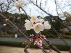 春爛漫の皇居・東御苑を歩く②本丸～中門跡～大手門迄