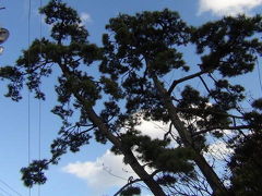 武隈の松と仙台にある「おくのほそ道」（芭蕉の道を歩く　1７）