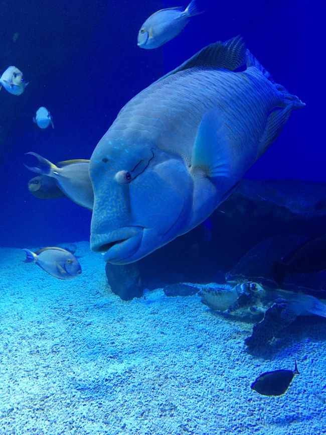 テレビのロケなどで見るたびに行きたいと思っていた水族館。<br />ひと昔前の水族館と違って、そこは音と光と映像の幻想的な空間。<br />そして海の生き物とのコラボは想像以上のアミューズメントパークでした。<br /><br />表紙の写真は、堂々のナポレオンフィッシュ〜\(＾▽＾)／