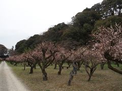 彦根城の梅林2016