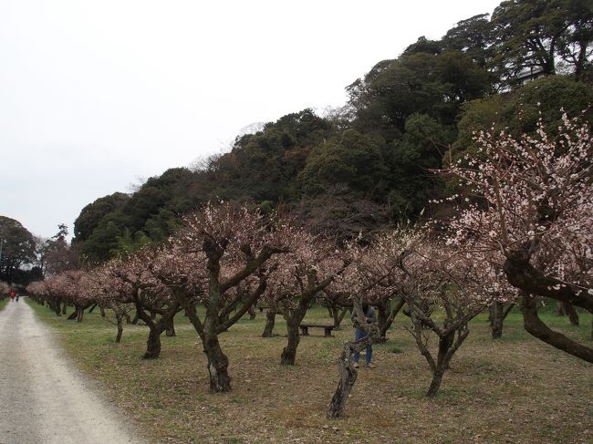 彦根城の約400本の紅梅と白梅の梅林を見てきました。<br />こちらの梅林には、うぐいす？がたくさん止まる木が有りました。大手門から入ると近くにあります。梅林は、1950年に彦根城が”新日本観光地100選”に入選したことを記念して、公儀御用米の米蔵があった場所に植樹されたもの、見ごろは3月中旬から下旬ですが今年は13日でほぼ満開でした。<br />”彦根城は、ＪＲ彦根駅の西方、緑の小高い丘に白亜の天守を頂き、二重の堀に囲まれた城郭がほぼ昔のまま残り、姫路城などと天下の名城を競っています。特に月明りに浮かぶ城は美しく、琵琶湖八景の一つに数えられているほど。この城は、初代藩主井伊直弼の嫡子・直継と直孝によって約20年の歳月をかけて築城され、元和8年(1622)に完成。以来、彦根藩井伊家三十万石の所領を有する城として、今日では彦根の象徴として、気高い雄姿を誇っています。”(パンフレットより)<br />玄宮園(名勝)は、城の北東にある旧大名庭園で、4代藩主直興が延宝5年1677年から7年にかけて造営した。中国の宮廷に付随した庭園を「玄宮」といったことから命名されたと考えられる。<br />中国唐時代の玄宗皇帝の離宮をなぞらえて命名されたと考えられ、中国の瀟湘八景あるいは近江八景を模して作庭されたと言われる廻遊式庭園です。池に臨んで臨池閣や鳳翔台などの建物が設けられ、彦根城を借景とする江戸初期の大名庭園として鑑賞できます。(パンフレットより)現在は修復中で池に水がほとんどなかったです。<br />彦根城は世界遺産登録を目指しています。平成4年1992年に世界遺産暫定リストに登載され、昭和27年1952年に特別史跡に指定、天守は国宝に指定されています。<br /><br />国宝彦根城・玄宮園共通観覧料　大人600円　8：30-17：00<br />Ｐ400円から<br /><br />彦根城桜まつり　2016.4/1-4/20<br />