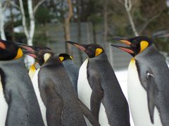 冬の北海道はペンギンも散歩する（旭山動物園）。後編