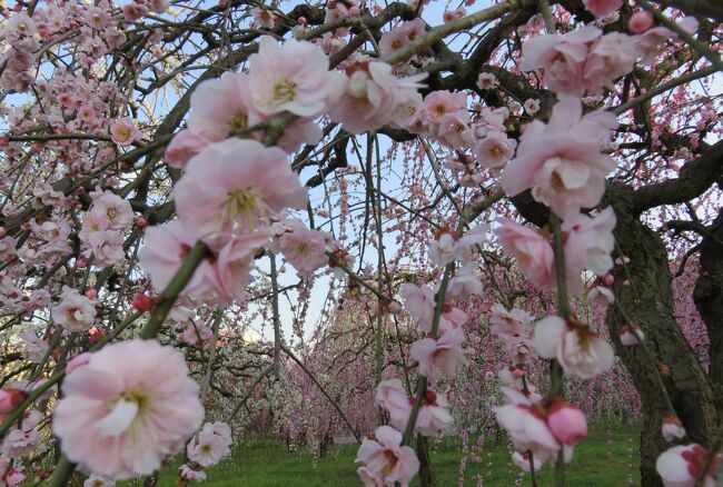 毎年見学している、名古屋市農業センターの枝垂れ梅です。見頃の時の紹介です。