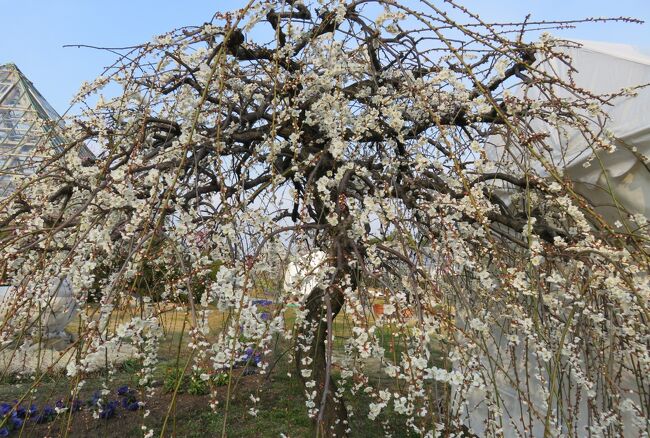 五分咲ほどになった、名古屋市農業センターの枝垂れ梅の紹介です。