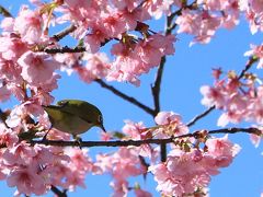伊豆に行かなくったって　近場で河津桜の並木が見れました♪