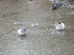大堀川リバーサイドパークの野鳥たち