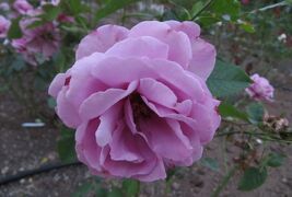 2015秋、鶴舞公園の秋薔薇(3/3)：秋薔薇、ライトアップの噴水塔、名古屋市公会堂、奏楽堂