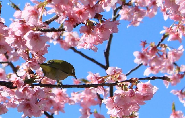 ２０年くらい前に今ほど河津桜が有名じゃなかったころ、修善寺温泉に１泊して河津桜を見るツアーに参加したことがありました。<br /><br />菜の花とのコラボが美しく、日本風景の原点とさえ思ったものでした。<br /><br />伊豆は遠いけど桜も見たいし・・・と思っていたところ、新聞に豊田市内に河津桜の新名所があるとの情報があったので、早速出かけてきました。<br />