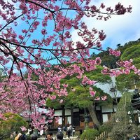 リハビリ施設暮らしの義母を連れ、修善寺～伊豆高原に寒桜のお花見へ