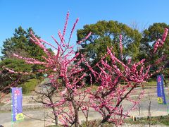 荒子公園梅林2016