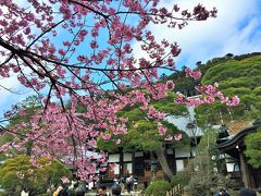 リハビリ施設暮らしの義母を連れ、修善寺～伊豆高原に寒桜のお花見へ